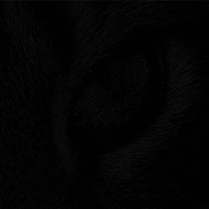 Meet your Posher, Lorenzo